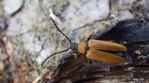 Réf. 162 704 : Stictoleptura rubra