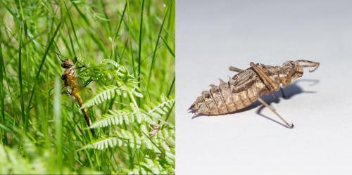 Réf. 162 685 : Epitheca bimaculata
