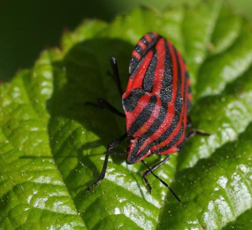 Réf. 162 539 : Graphosoma italicum
