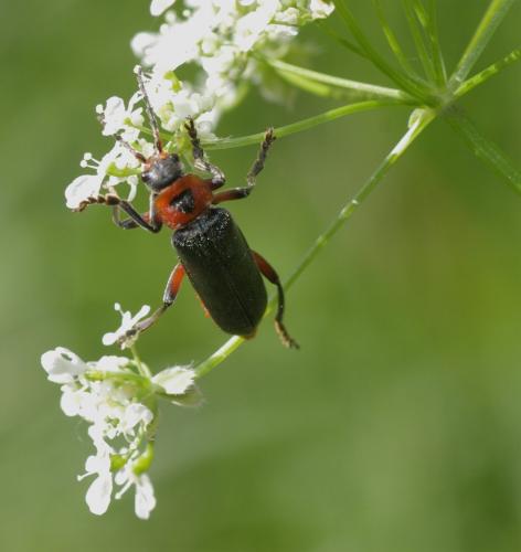 Cantharis rustica
