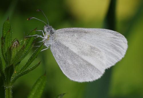 Leptidea sp.