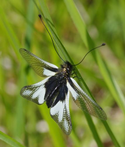 Réf. 162 527 : Libelloides coccajus