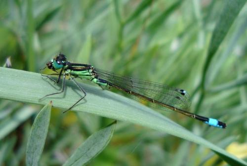 Ischnura genei