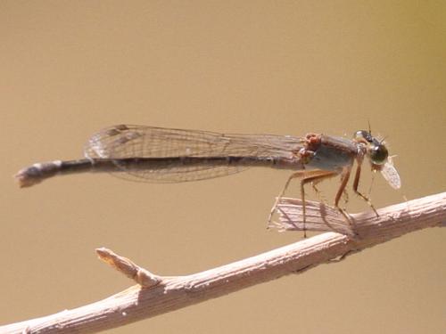 Ischnura sp.