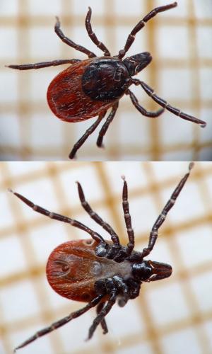 Ixodes ricinus