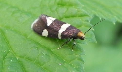 Lampronia capitella