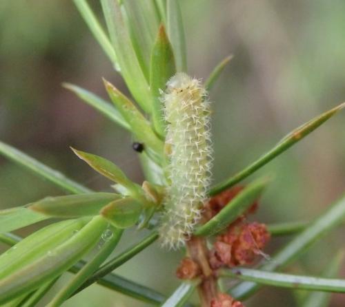 Blennocampini
