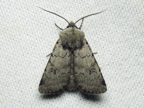 Réf. 162 165 : Agrotis cinerea