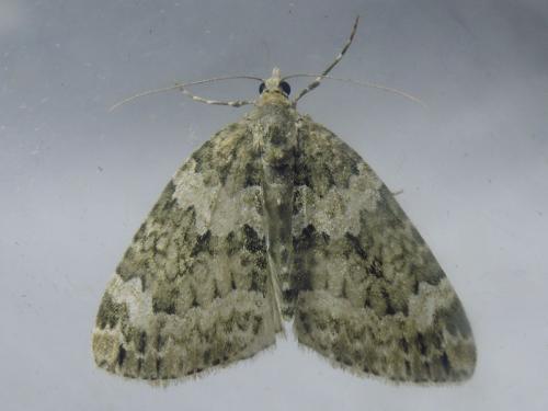 Chloroclysta miata