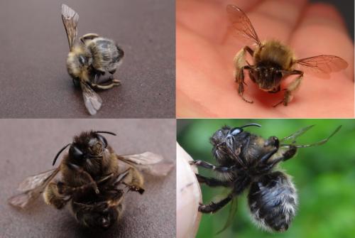 Anthophora sp.