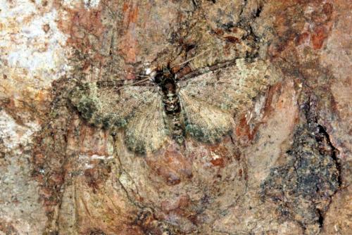 Réf. 162 800 : Pasiphila chloerata