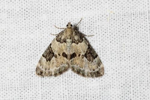 Thera vetustata