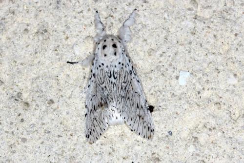 Cerura erminea