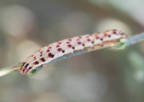 Réf. 162 757 : Haemerosia renalis