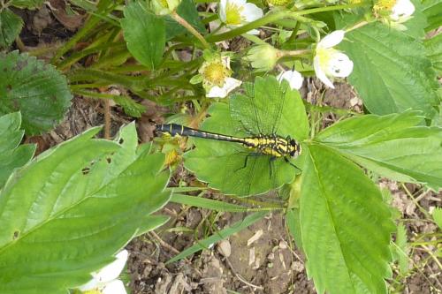 Réf. 162 346 : Gomphus vulgatissimus