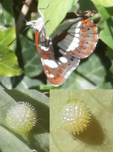 Limenitis reducta