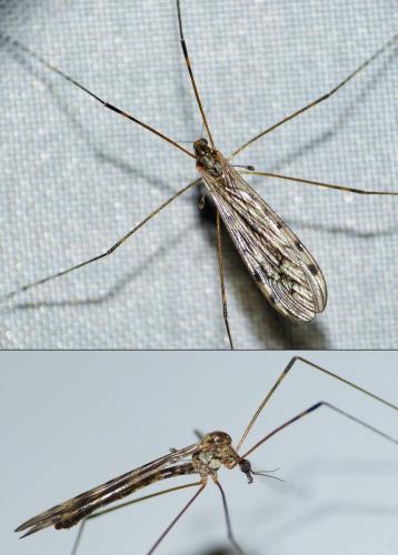 Réf. 162 497 : Limonia hercegovinae
