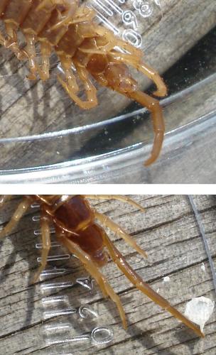 Lithobius sp.