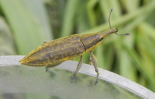 Réf. 162 185 : Lixus iridis