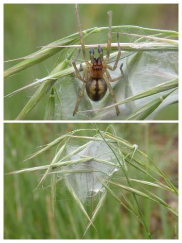 Cheiracanthium sp.