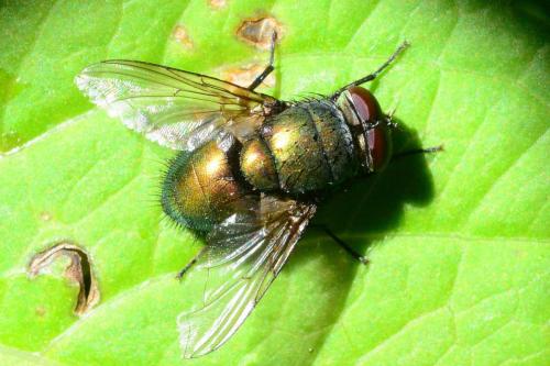 Lucilia sp.