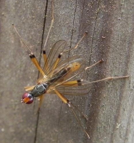 Neria cibaria