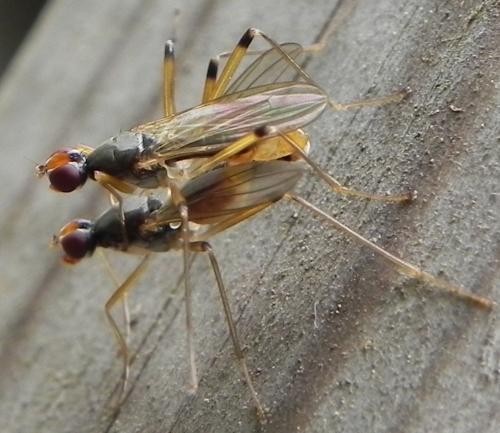 Neria cibaria