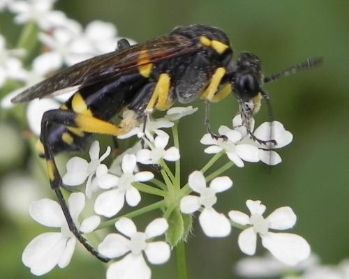 Réf. 162 801 : Macrophya montana