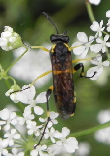 Macrophya montana