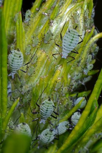 Macrosiphoniella artemisiae