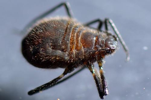 Réf. 162 260 : Maculolachnus submacula