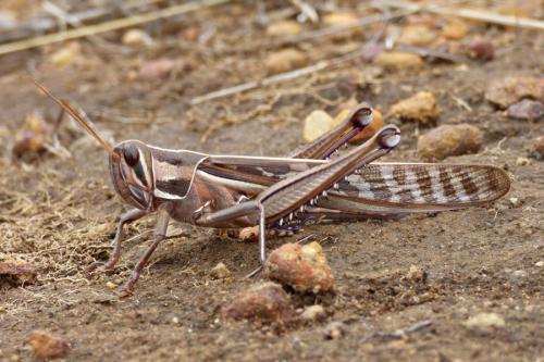 Nomadacris septemfasciata