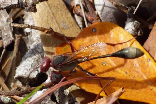 Réf. 162 810 : Ammophila beniniensis imerinae