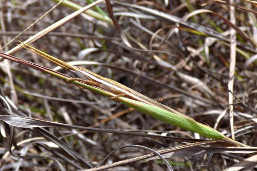 Leptacris monteiroi hova