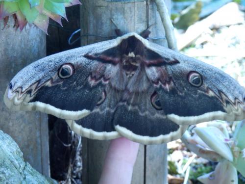 Saturnia pyri