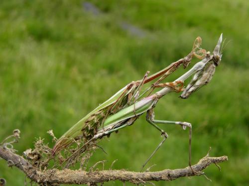 Réf. 162 751 : Empusa pennata