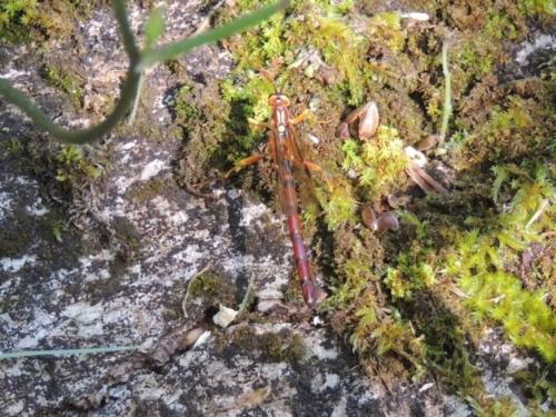 Megarhyssa perlata