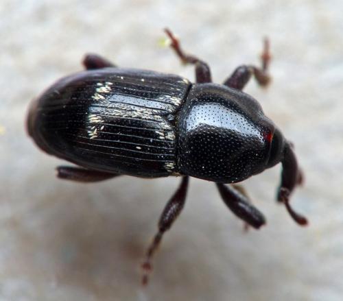 Réf. 162 437 : Maurobaris spoliata