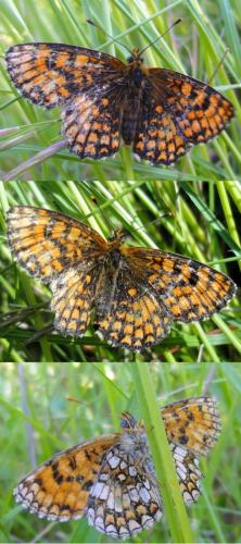 Melitaea athalia celadussa