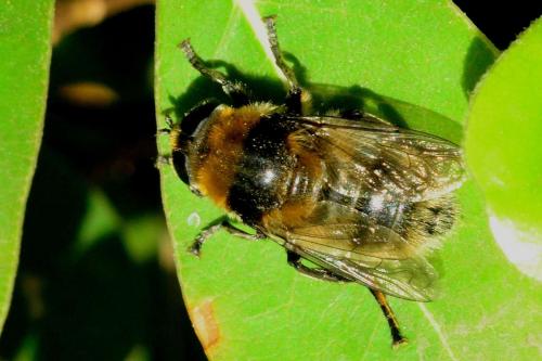 Merodon equestris