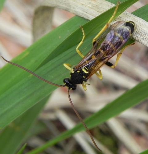 Metopius sp.