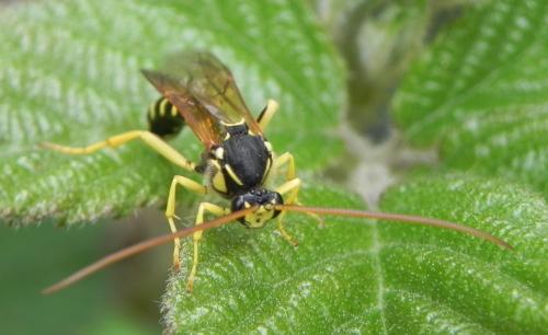 Metopius sp.