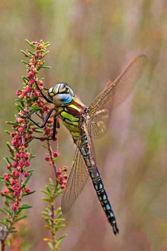 Réf. 162 558 : Brachytron pratense