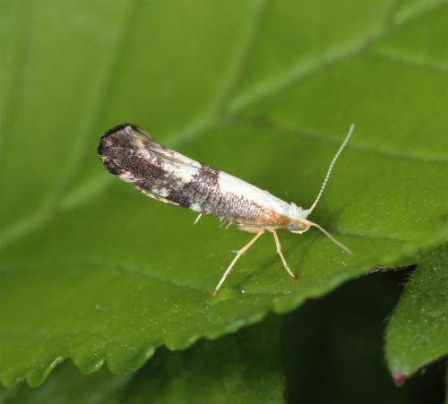 Argyresthia sp.