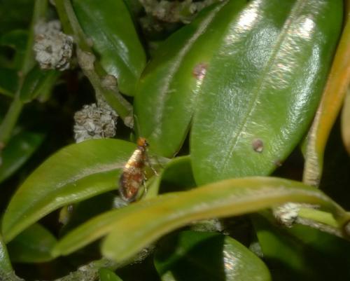 Micropterix tunbergella