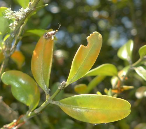 Micropterix tunbergella