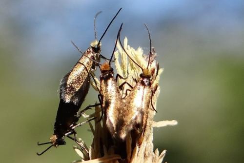 Micropterix calthella