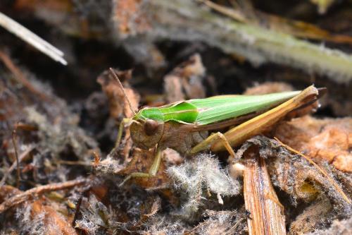 Réf. 162 160 : Omocestus rufipes