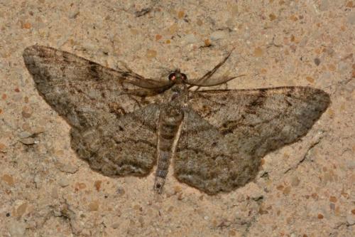 Réf. 162 010 : Peribatodes rhomboidaria