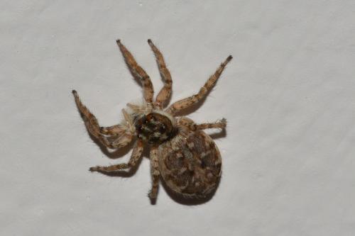 Menemerus semilimbatus